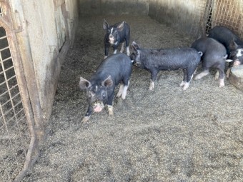 Berkshire pigs