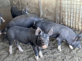 Berkshire pigs