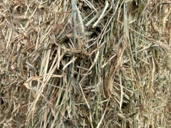 300mt Wheaten Hay 600kg 8x4x3 Bales