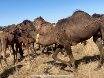 Assorted Camels x 9