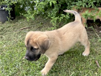 Śarplaninac x Italian Mastiff Puppies for Sale 