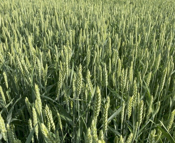 For Sale: Severn Wheat - Beardless Dual-Purpose Grain