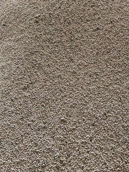 200mt Jurien Lupins