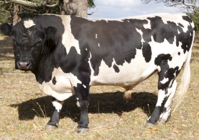 Speckle Park bull   5 years old  very quite nature good performer