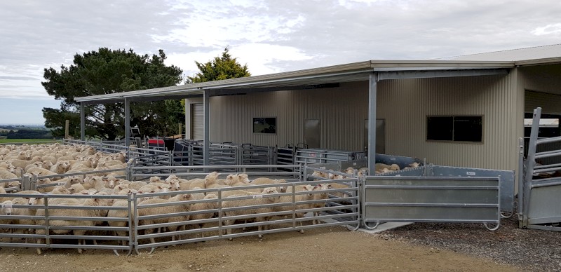 Sheep yards - complete Norton 400 head semi-permanent - oval/bugle. Loading ramp, v race, 3 way drafter, Combi Clamp