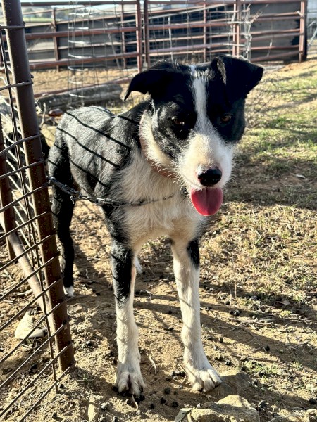 Collie x huntaway/kelpie 