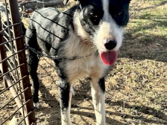 Collie x huntaway/kelpie 
