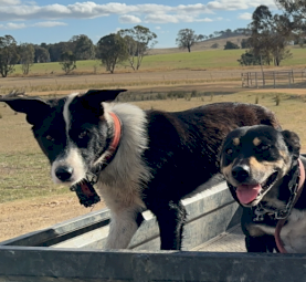 Collie x huntaway/kelpie 