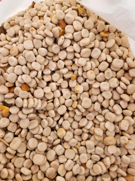 Albus Lupins