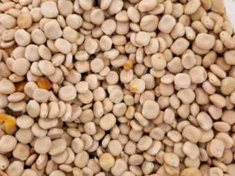 Albus Lupins
