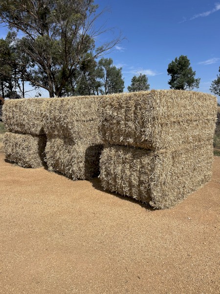Barley Straw