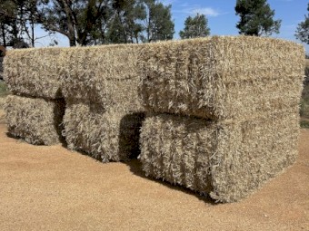 Barley Straw
