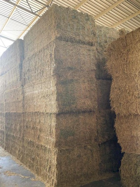 Lucerne Hay 600-650kg 8x4x3 Bales (120 bales remaining)