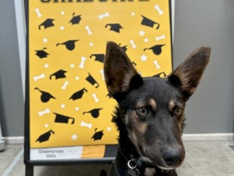 Kelpie x Border Collie
