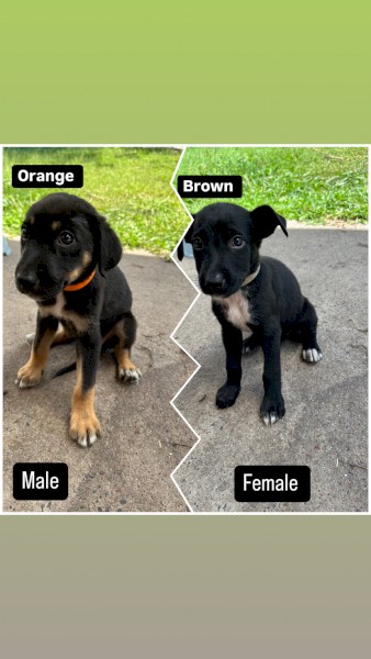 Kelpie x collie Pups 