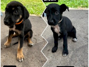 Kelpie x collie Pups 
