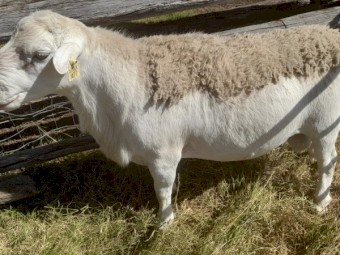 White dorper rams