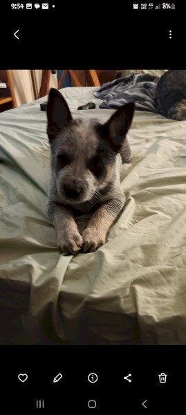 Purebred blue heeler puppies 