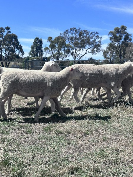 White Suffolk flock rams