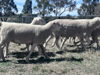 White Suffolk flock rams