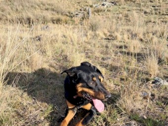 Working Kelpie