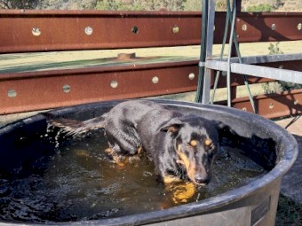 Working Kelpie