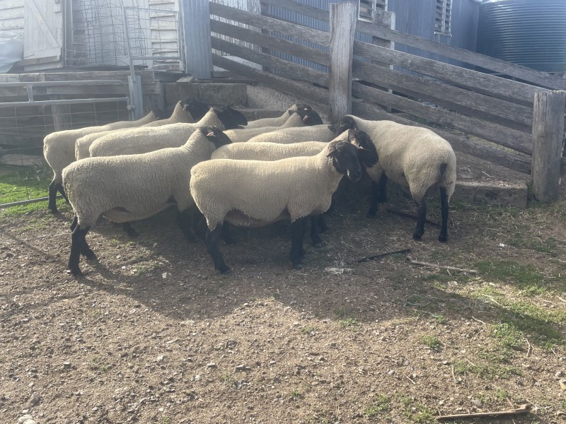 Suffolk Rams 