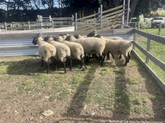 Suffolk Rams 