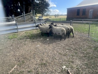 Suffolk Rams 