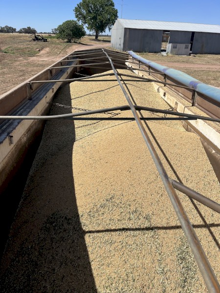 14mt Scepter Wheat Seed