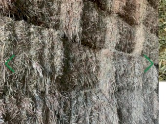 Awnless Wheaten Hay