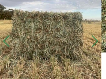 Awnless Wheaten Hay