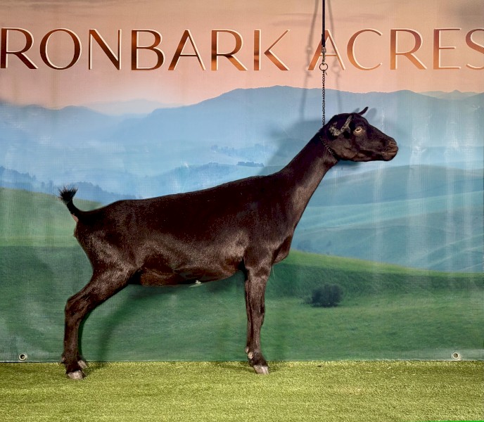 New Genetics 1 year old Nigerian Dwarf Doe! 