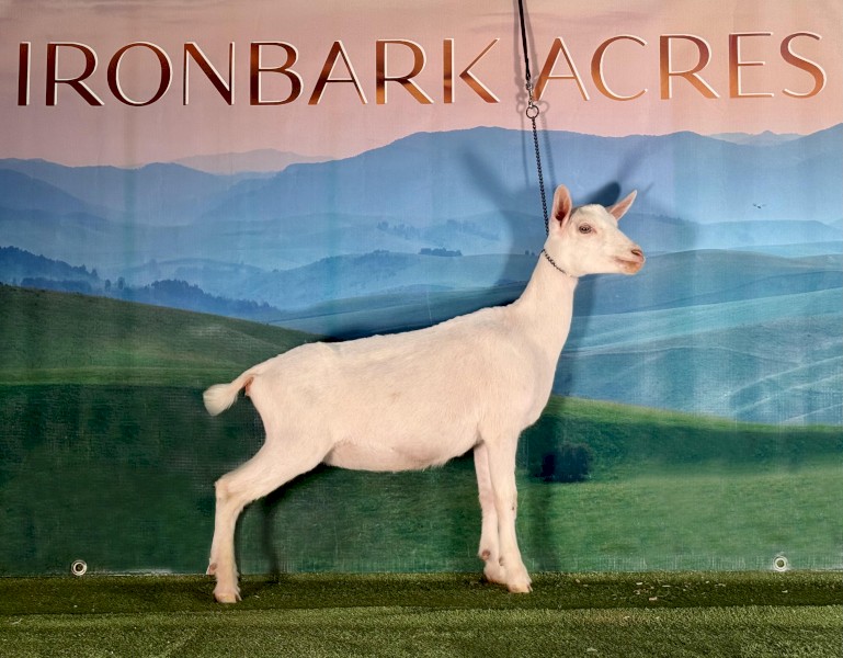 New Genetics - Nigerian Dwarf Doe! 