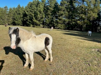 Miniature Mare