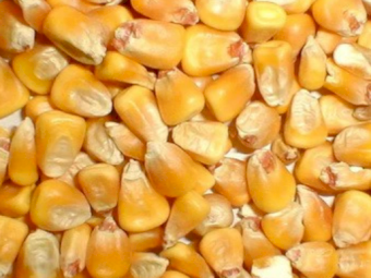 WANTED White/Yellow Maize or Corn