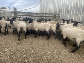 Suffolk ewe lambs 