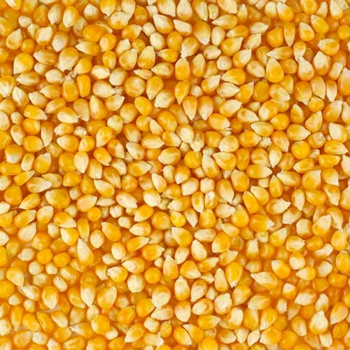 1756 gritting maize