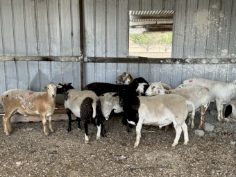 Dorper Wethers and Rams