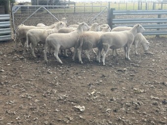Shedding Rams - 1.5yr old - No Shearing No Crutching No Flies - ASBV recorded 