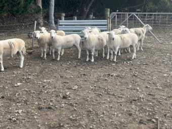 Shedding Rams - 1.5yr old - No Shearing No Crutching No Flies - ASBV recorded 
