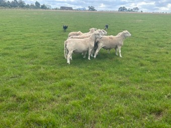 Shedding Rams - 1.5yr old - No Shearing No Crutching No Flies - ASBV recorded 