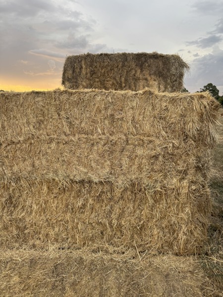 Barley hay
