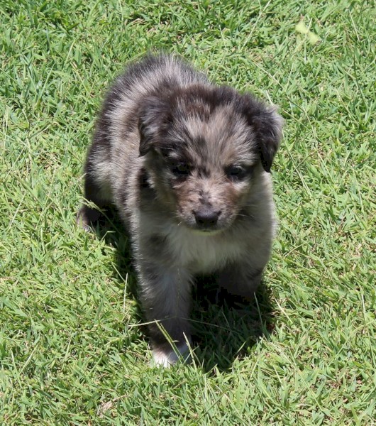 Working Koolie pups 