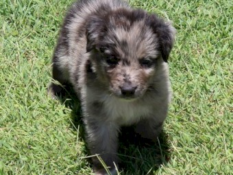 Working Koolie pups 