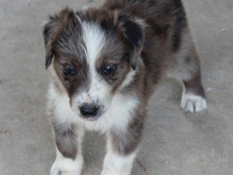 Working Koolie pups 