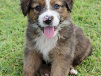 Working Koolie pups 
