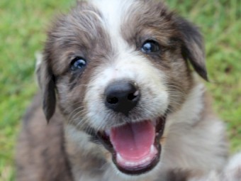 Working Koolie pups 