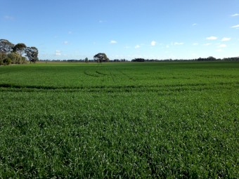 25 Trewicks Road, Elmore, Vic 3558      7.69ha     •      Cropping/ Grazing /  lots of Potential - Above deep Lead aquifer 