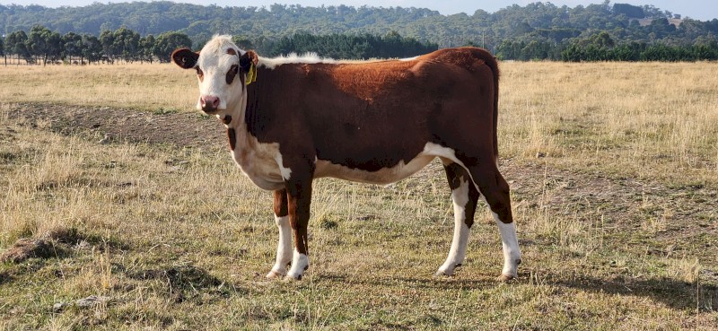 POLL HEREFORD HEIFERS
